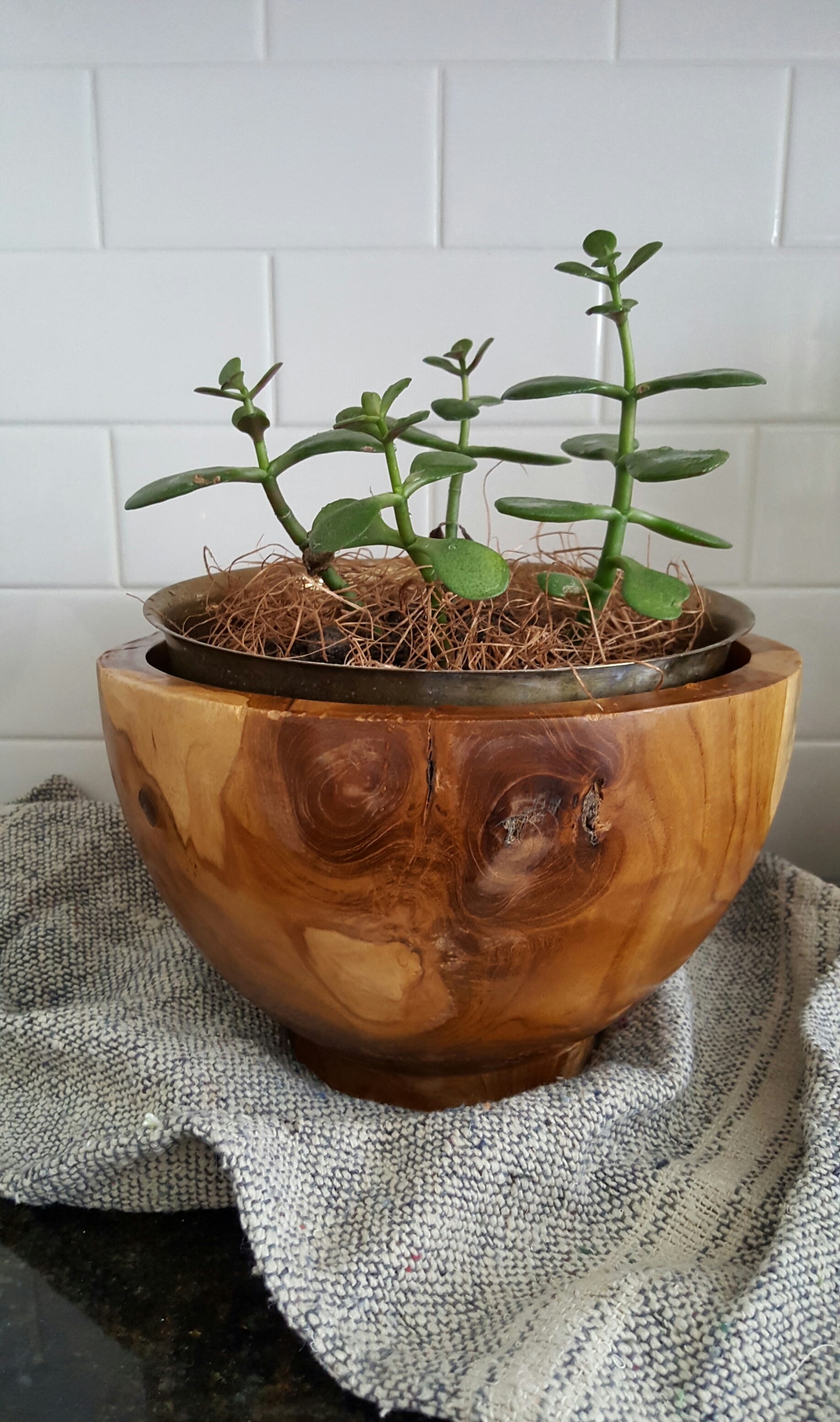 wood bowl boho organic TJMaxx succulent